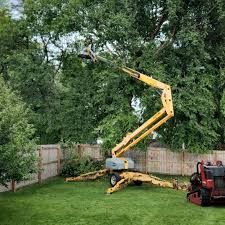 How Our Tree Care Process Works  in  Suffern, NY