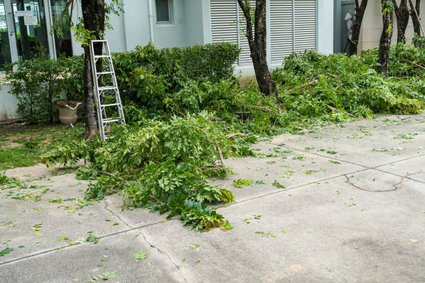 Best Tree and Shrub Care  in Suffern, NY